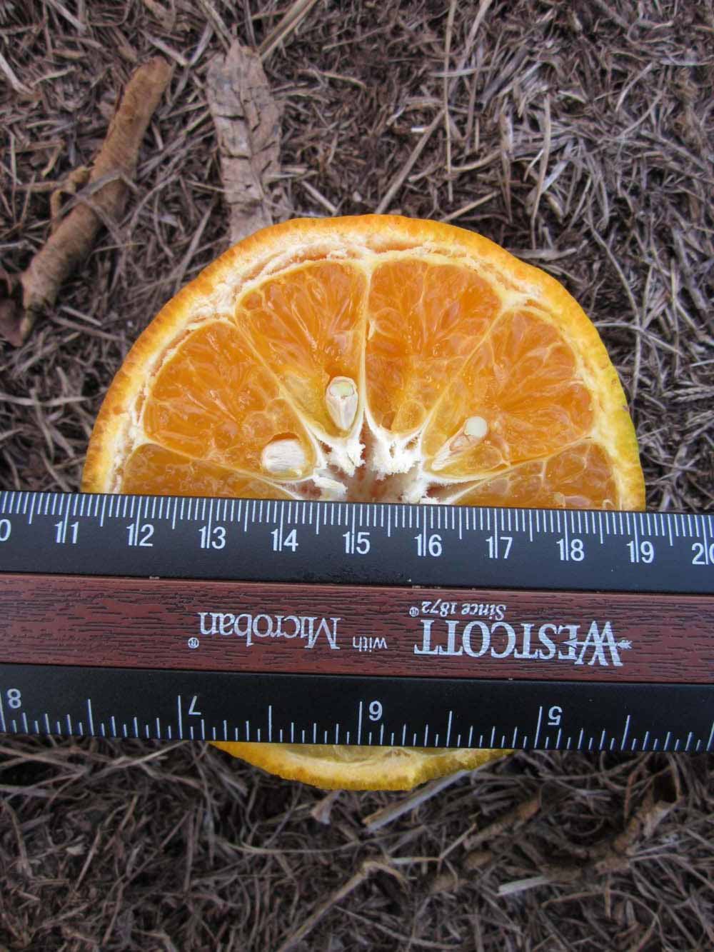            Fruit cross-section (Winter Haven, FL)   